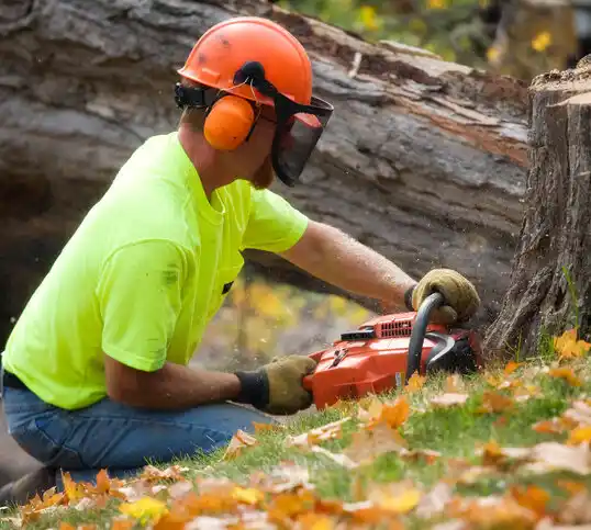 tree services Lincoln Village